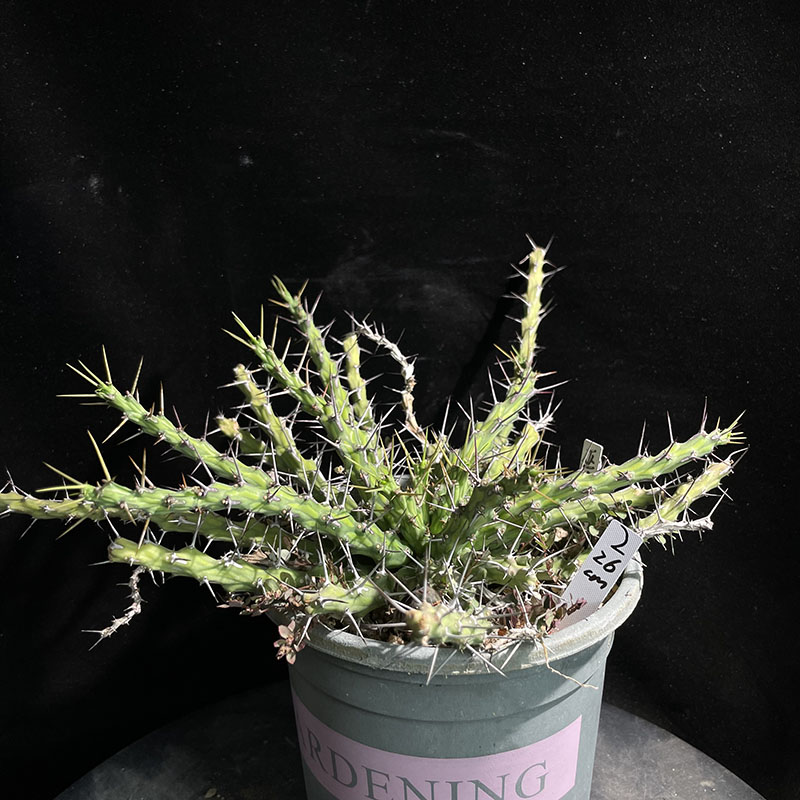 妩花肉[上新]巫师大戟 Euphorbia similiramea 块根潮流植物