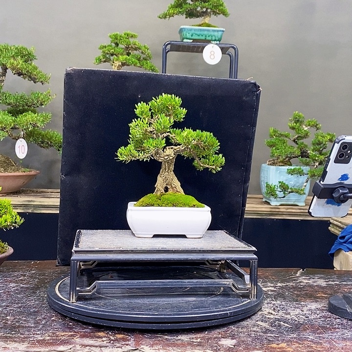 无花朵M黄杨盆景四季常青