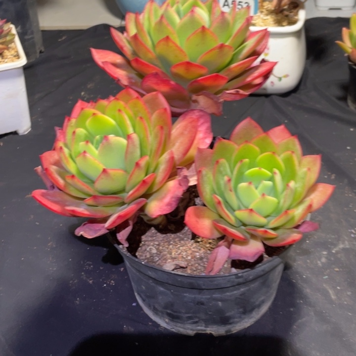 花***J醉红颜多肉一物一拍