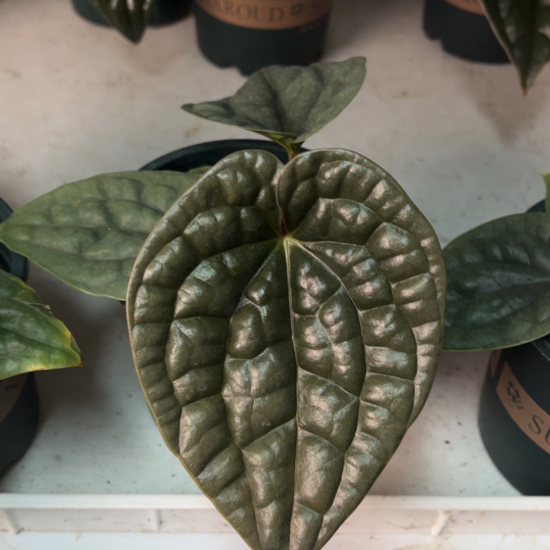 无花朵南美。奢（66）