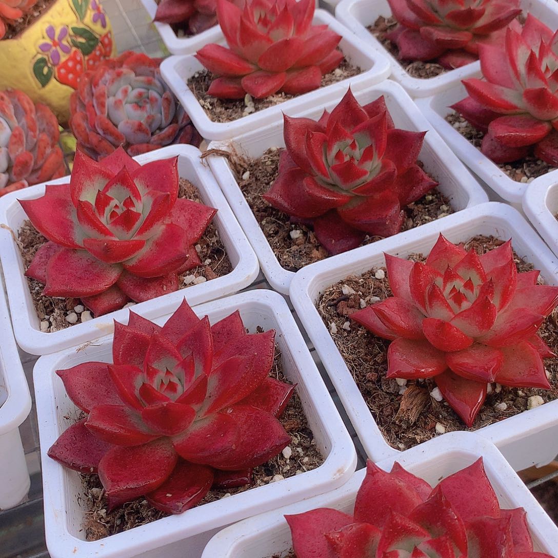 红钻23567899990000