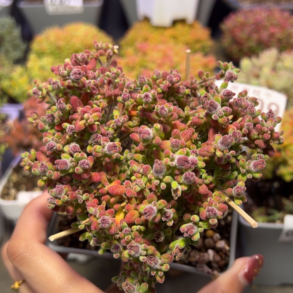 【闪购商品】e009红宝石枝干番杏冠幅9.5cm