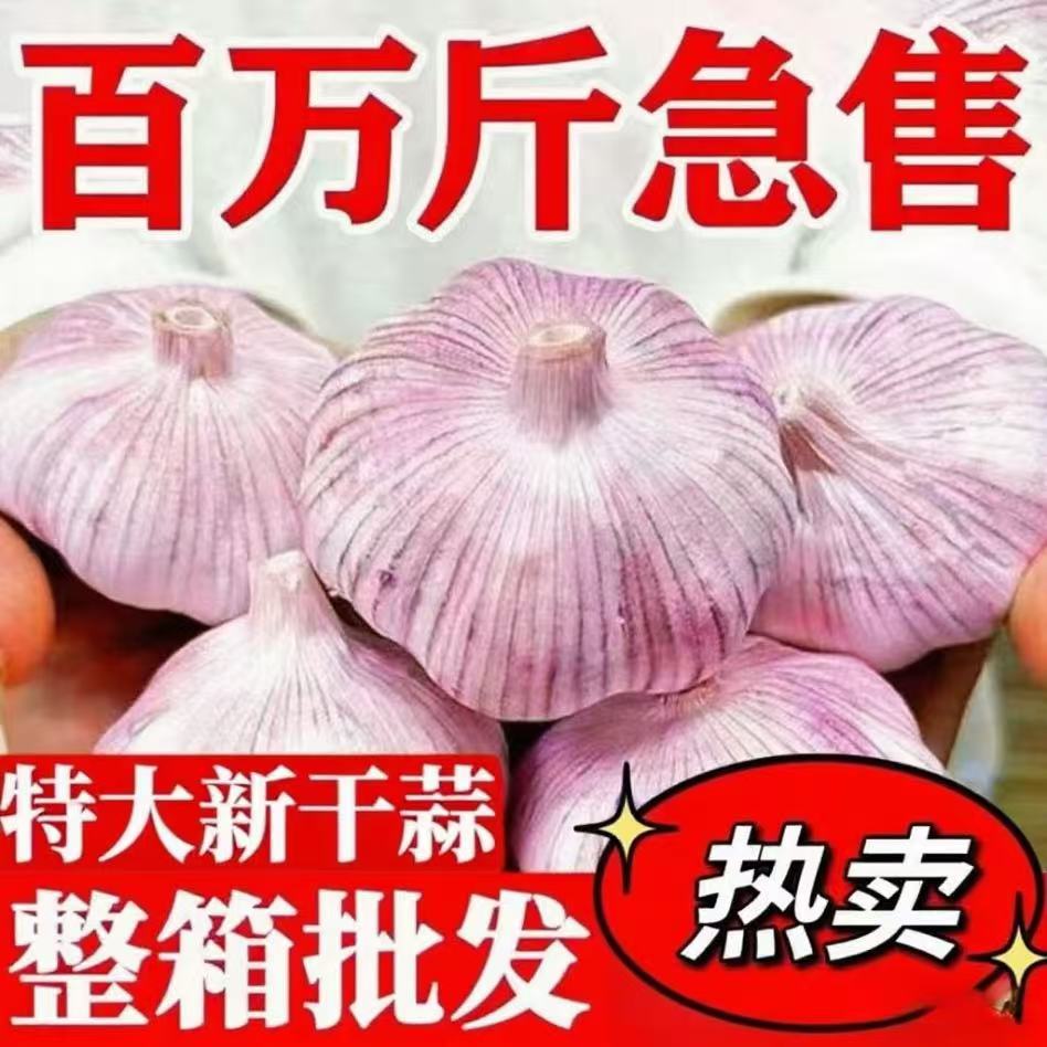 【9斤新干蒜】农家紫白皮干蒜大蒜头新鲜自然晾晒辛辣提香蔬菜新鲜