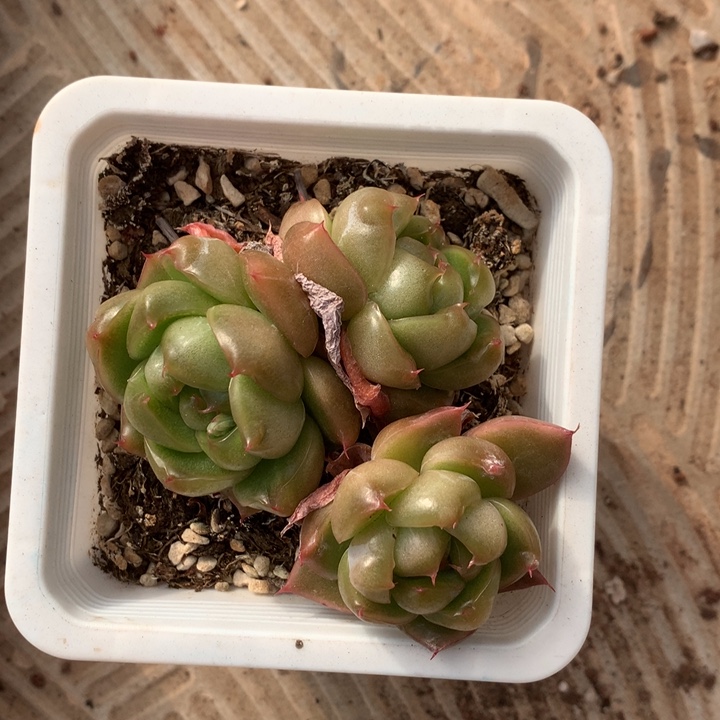 精控翡翠珍妮带保温箱