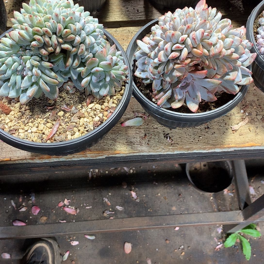半夏多肉植物哈哈哈哈哈哈