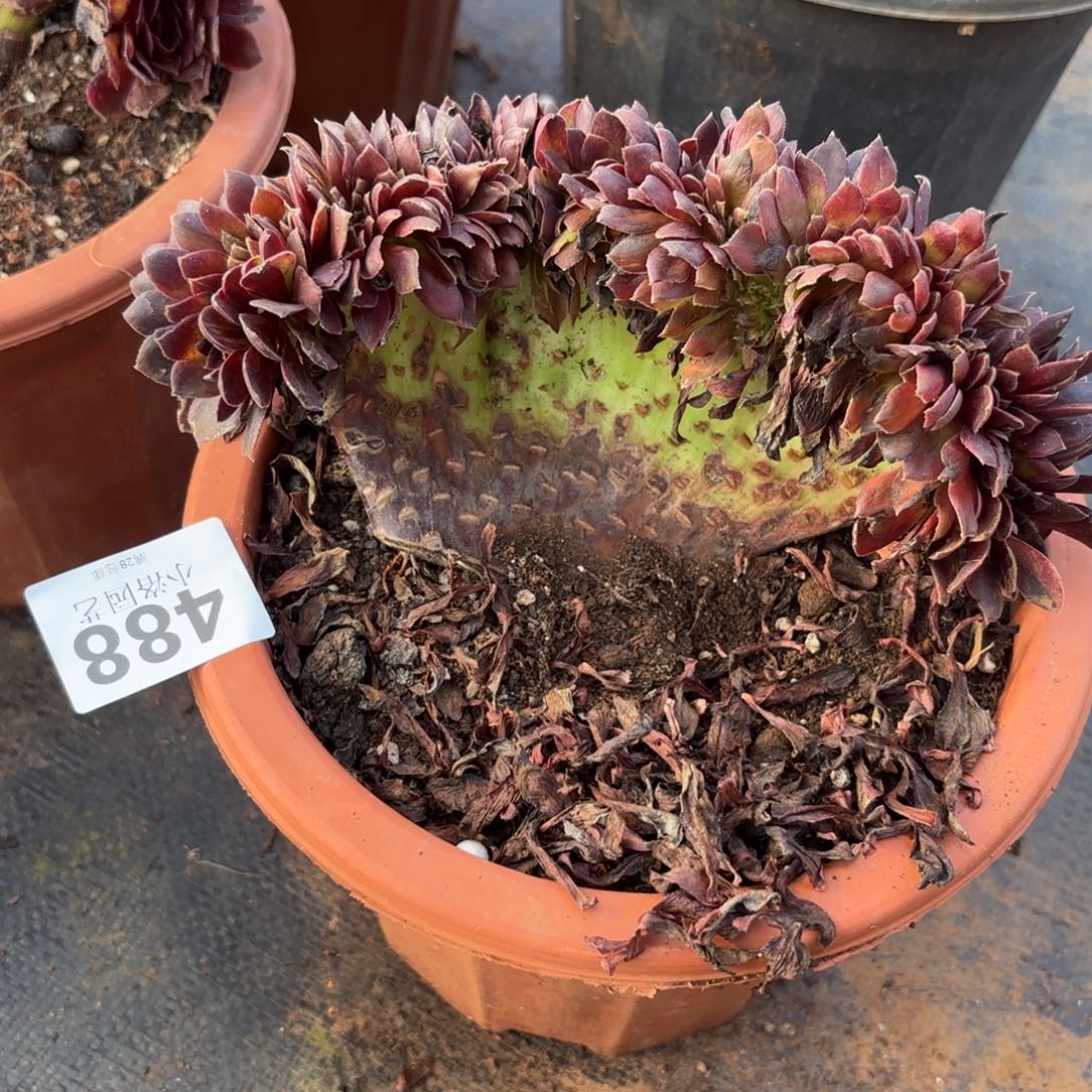 488号小黑缀化多肉植物