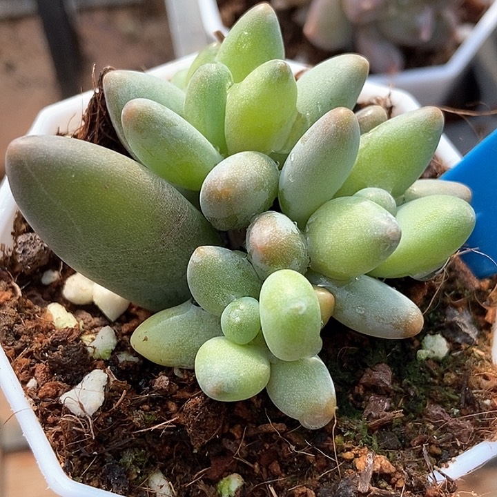 多肉植物白蓝地1005