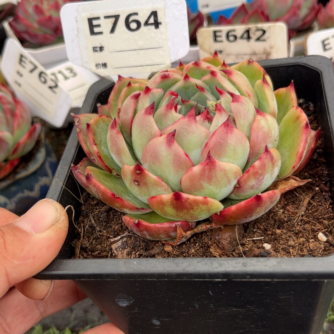 惊鸿一瞥764号多肉