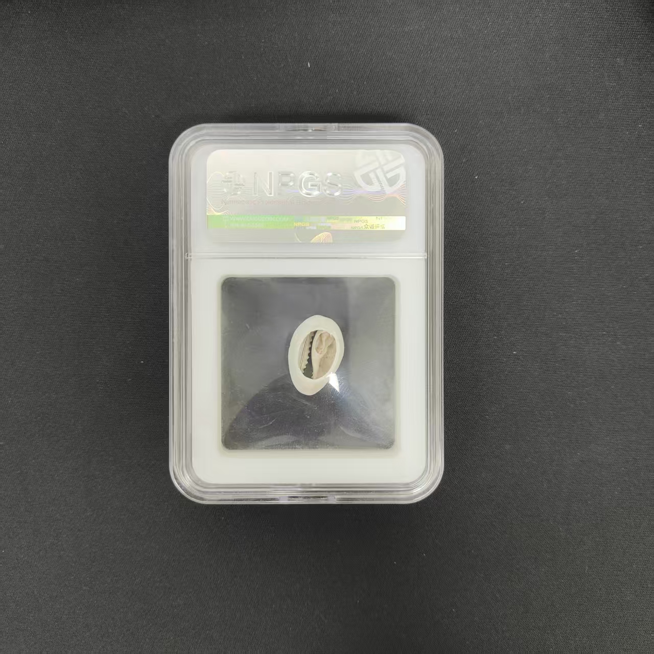 众诚评级古币/唐-海贝币/随缘一个/图为样品不发