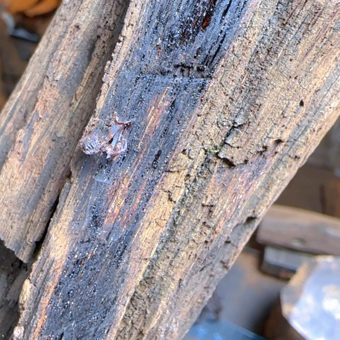 【闪购商品】降真香其他?****⊙定制不退不换