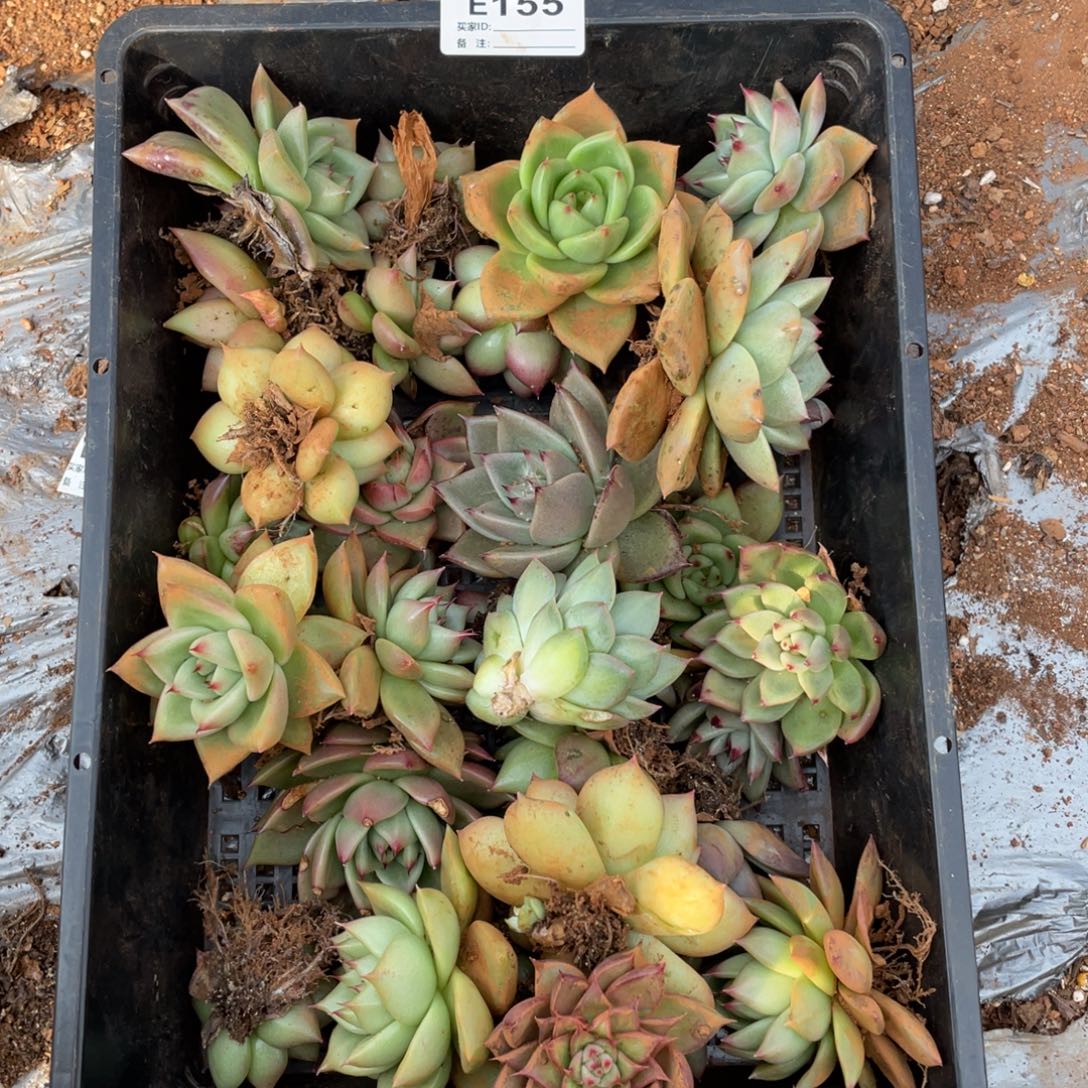 无花朵若如东云组拍E155