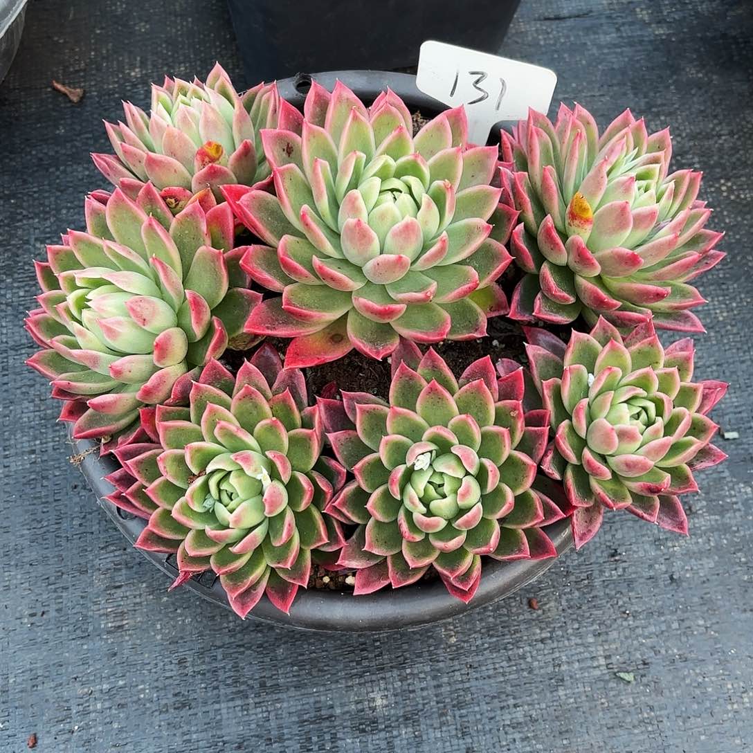 多肉植物，红女巫131号