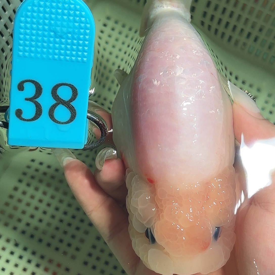 金鱼拍包装包邮，不拍包装运费到付