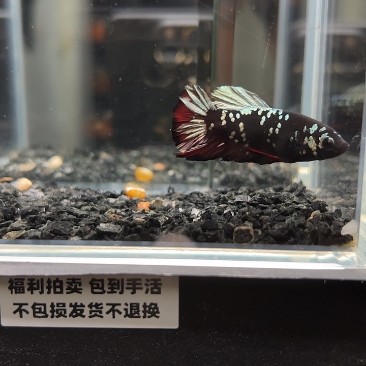 斗鱼竞拍跑单拉黑25日85