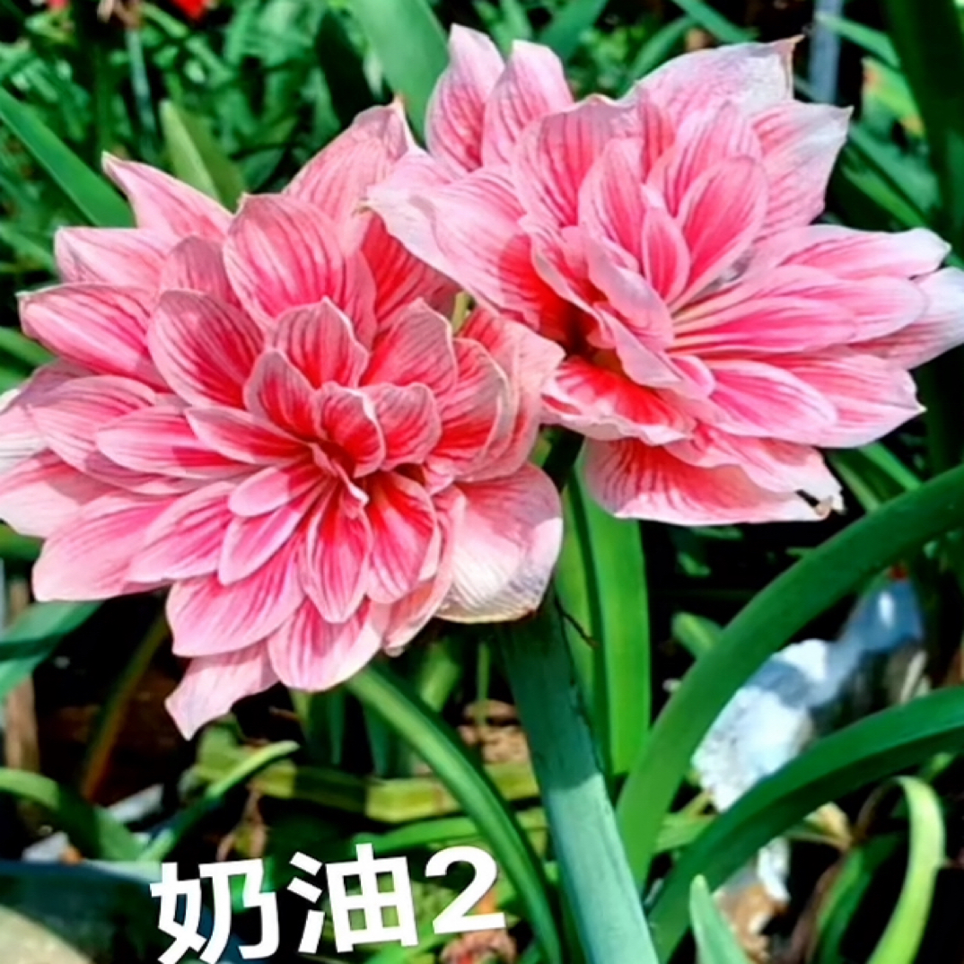 奶油2号朱顶红2厘米包对版