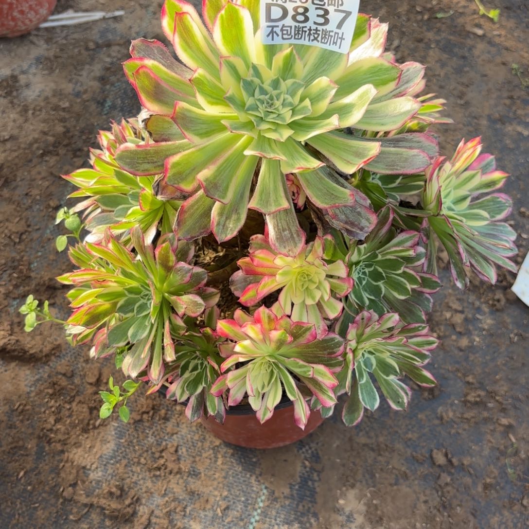 M. 837天和多肉1，c