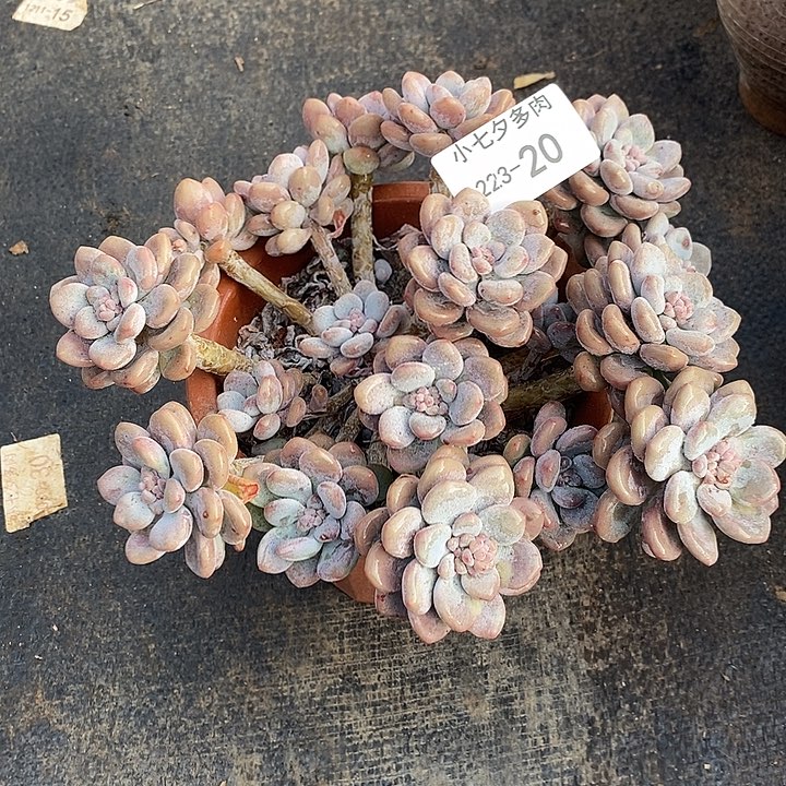 小七夕多肉洛神20