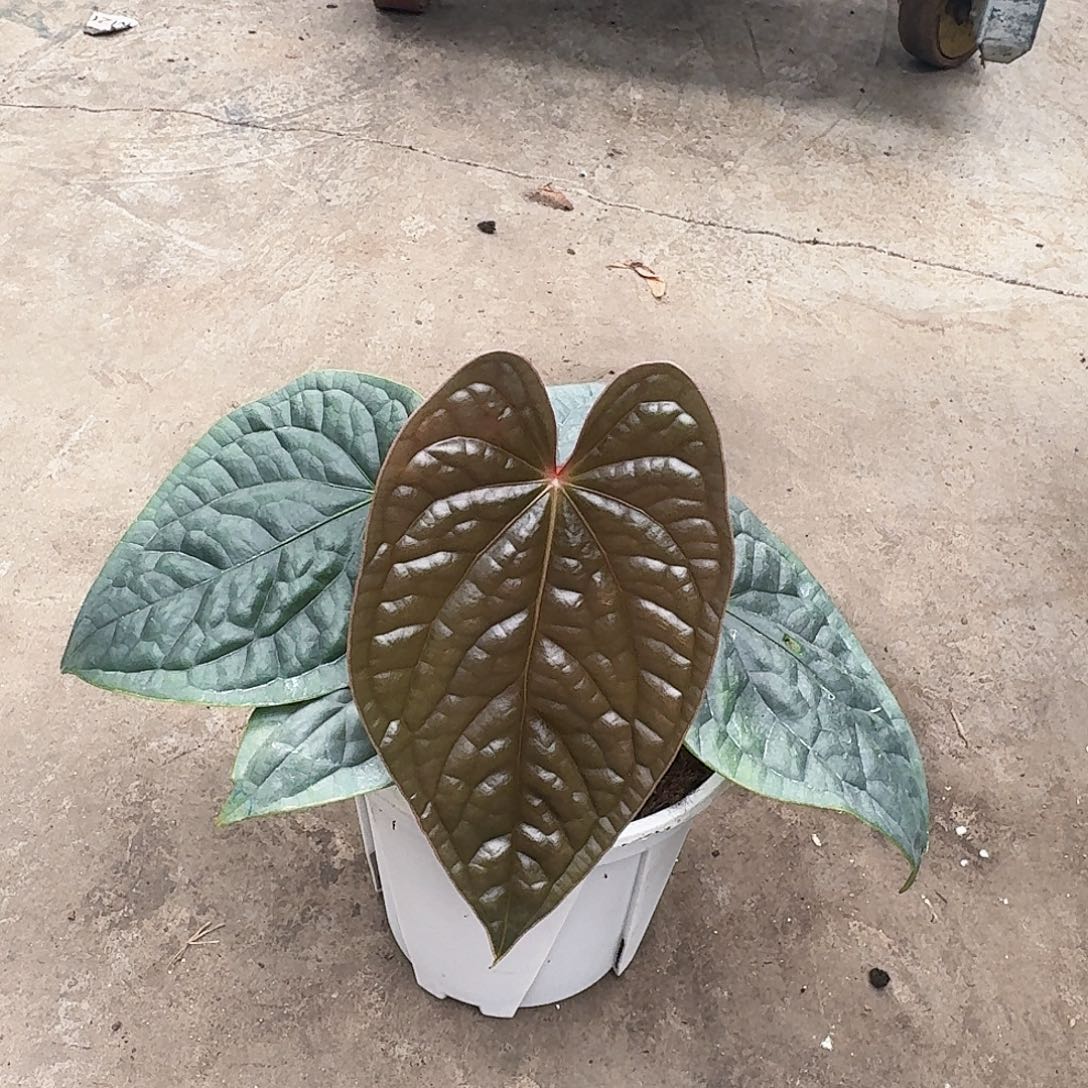 完全开放奢华一物一拍