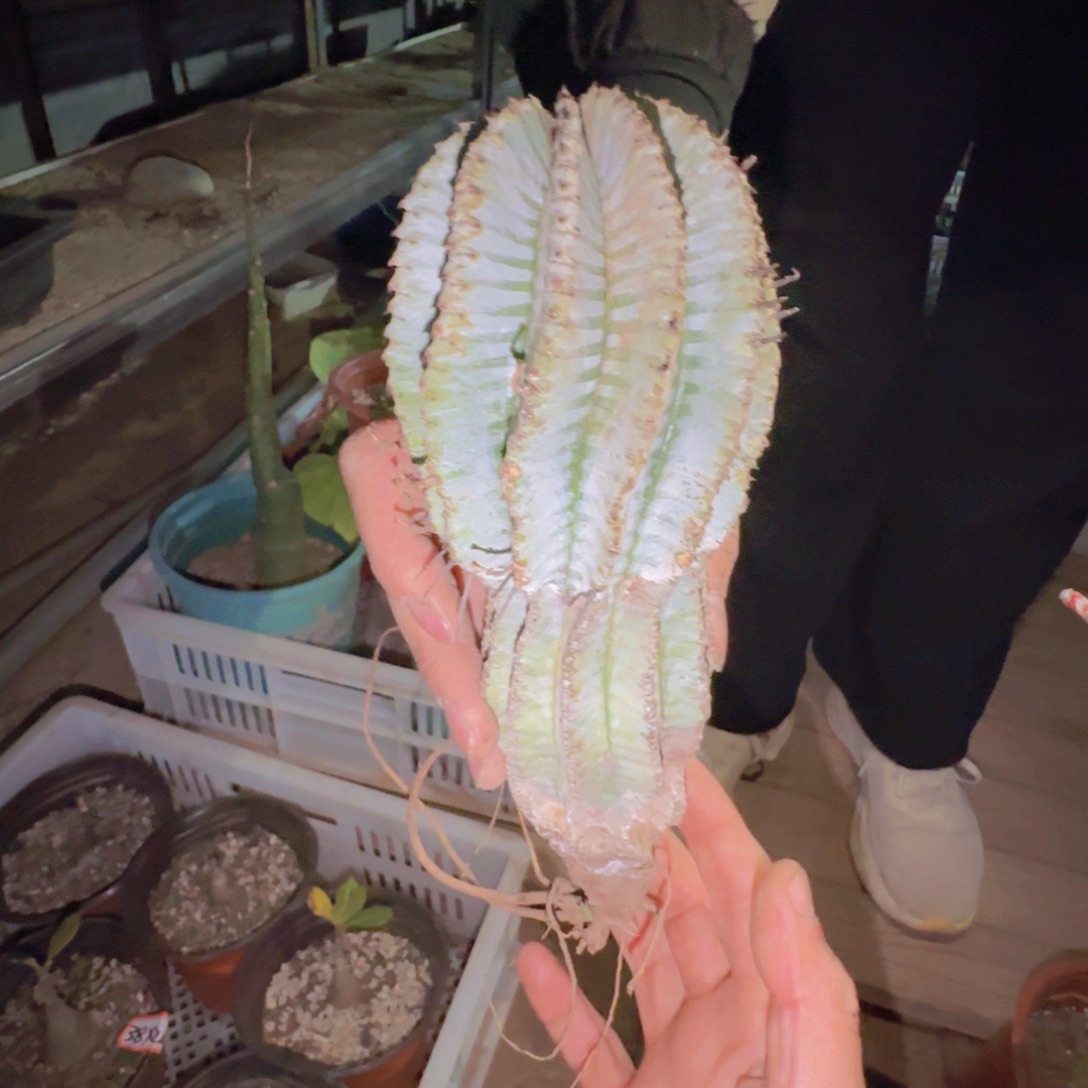 南***人块根植物块根植物