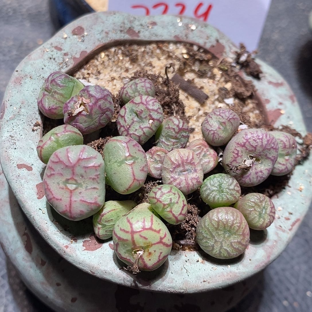 2339。  一颗三头送奶工杂铅笔画。