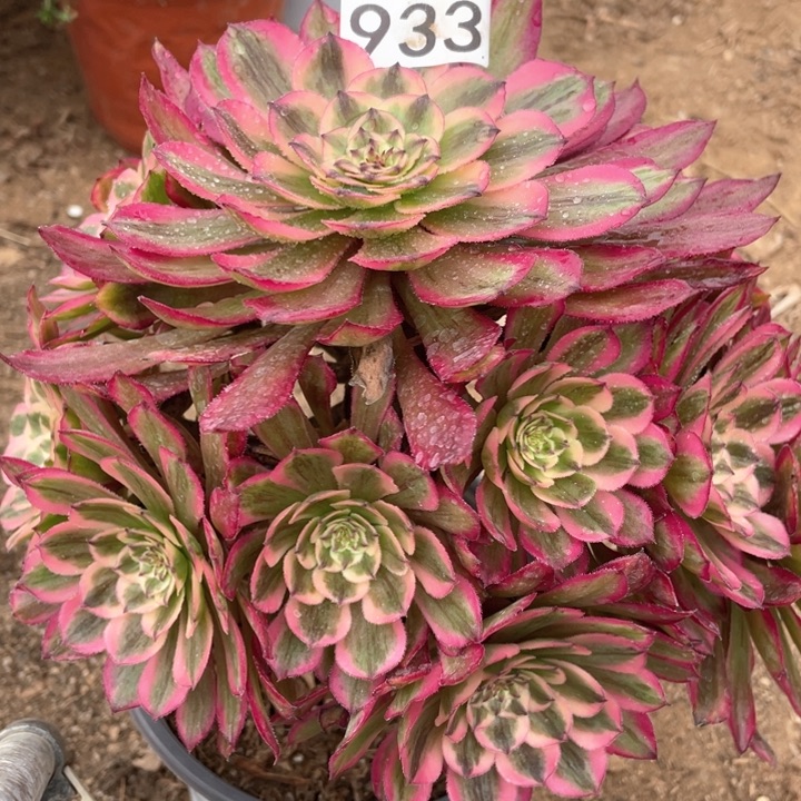 933多肉植物粉霞