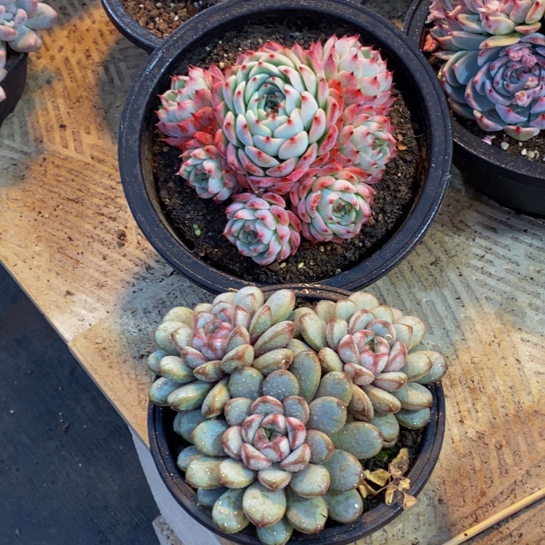 自****家48包邮一物一拍多肉植物