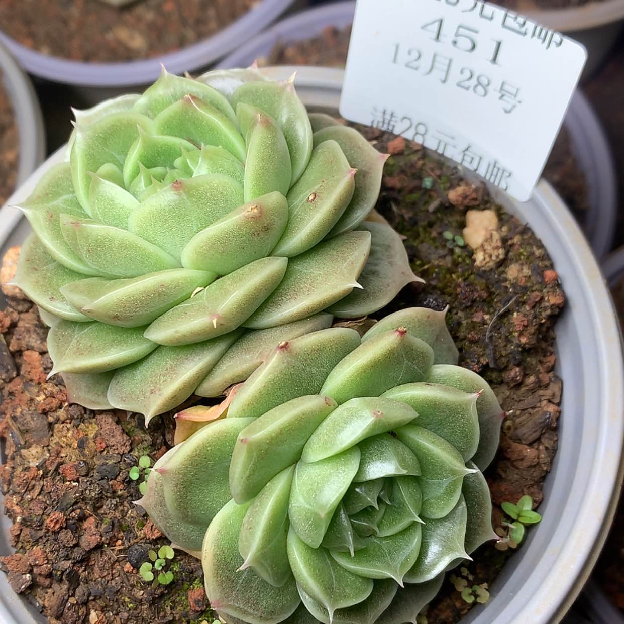 【闪购商品】云451号麦秆