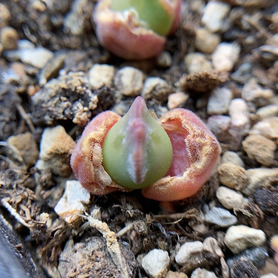 793大眼睛一颗包邮