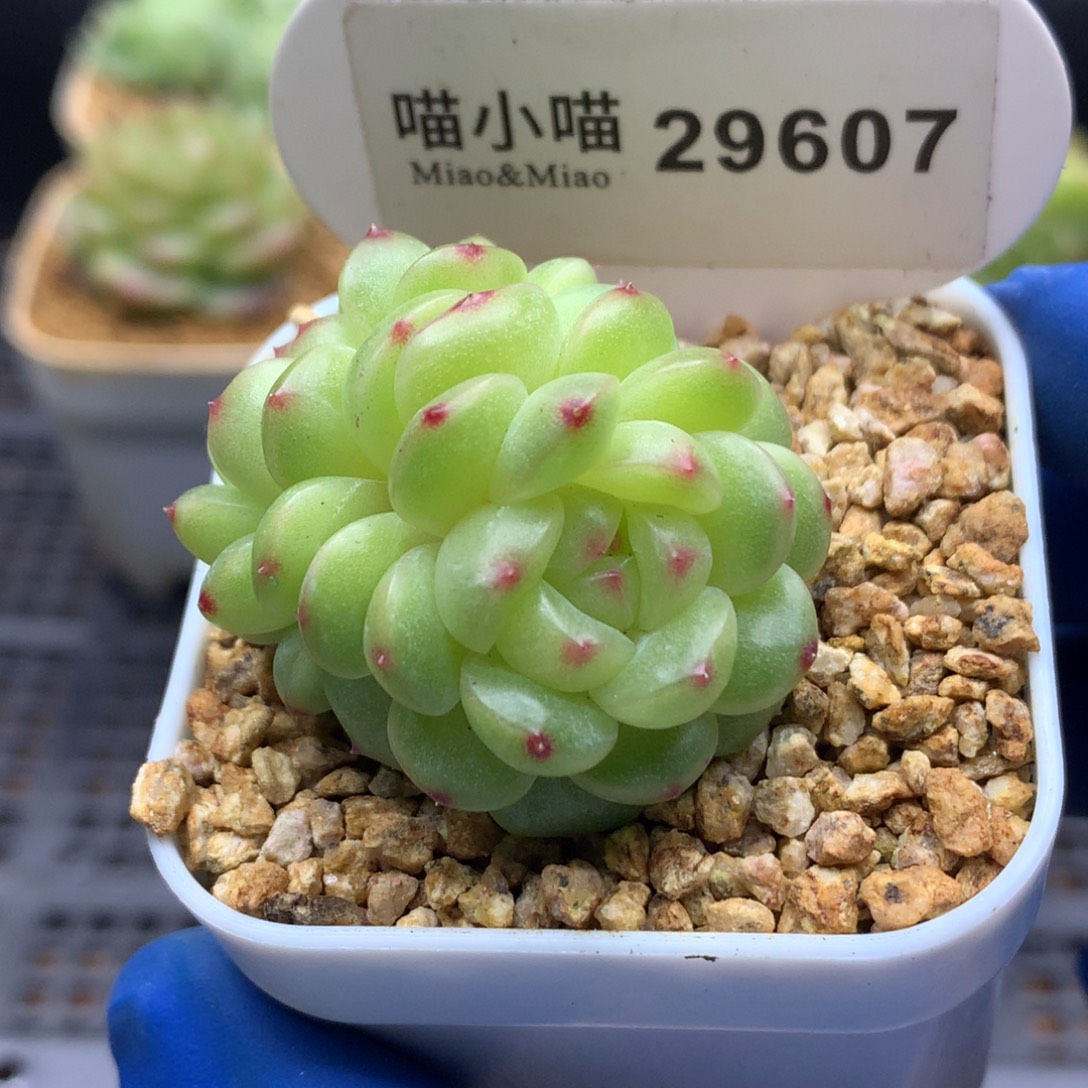 多肉植物杂交珍妮