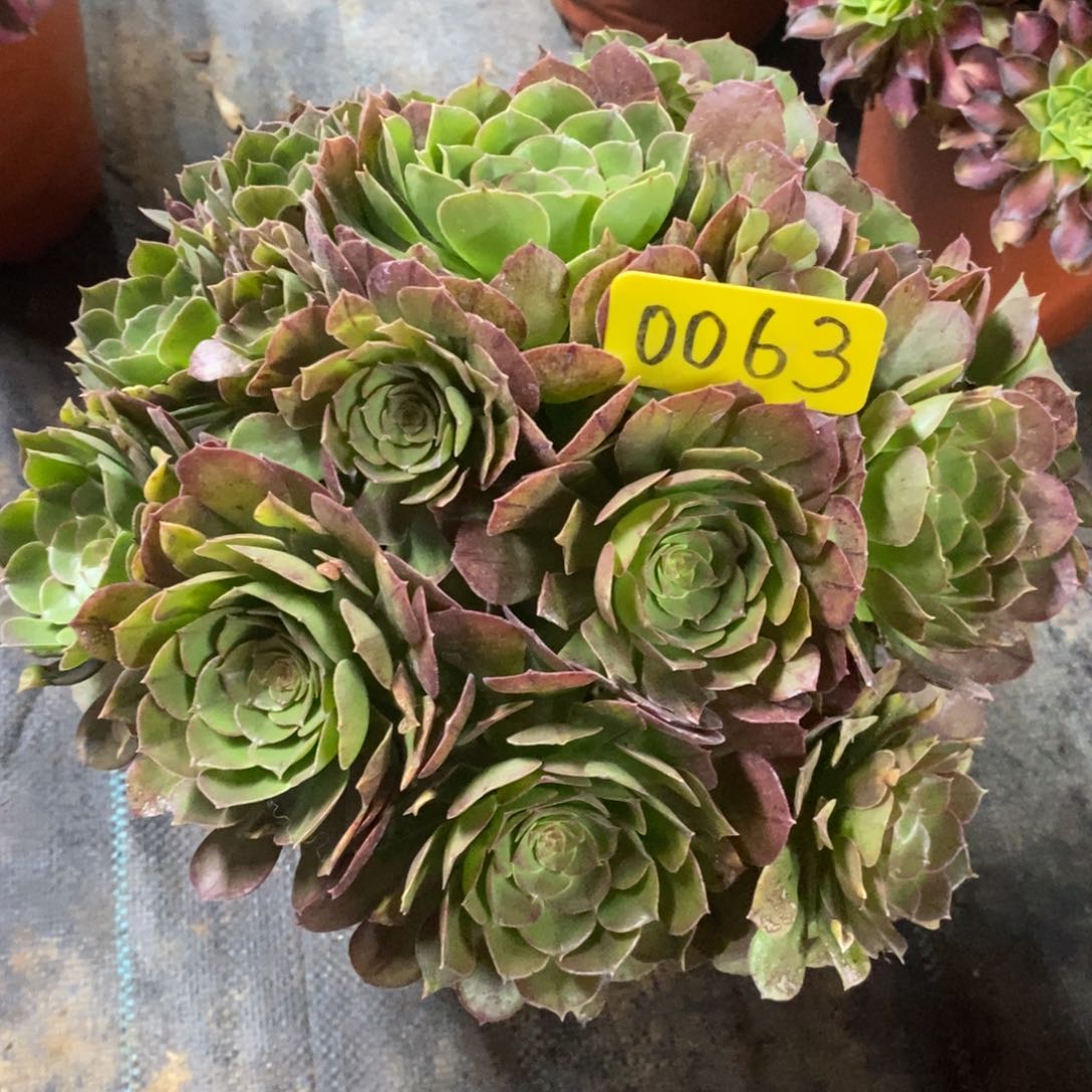 0063万圣节一物一拍