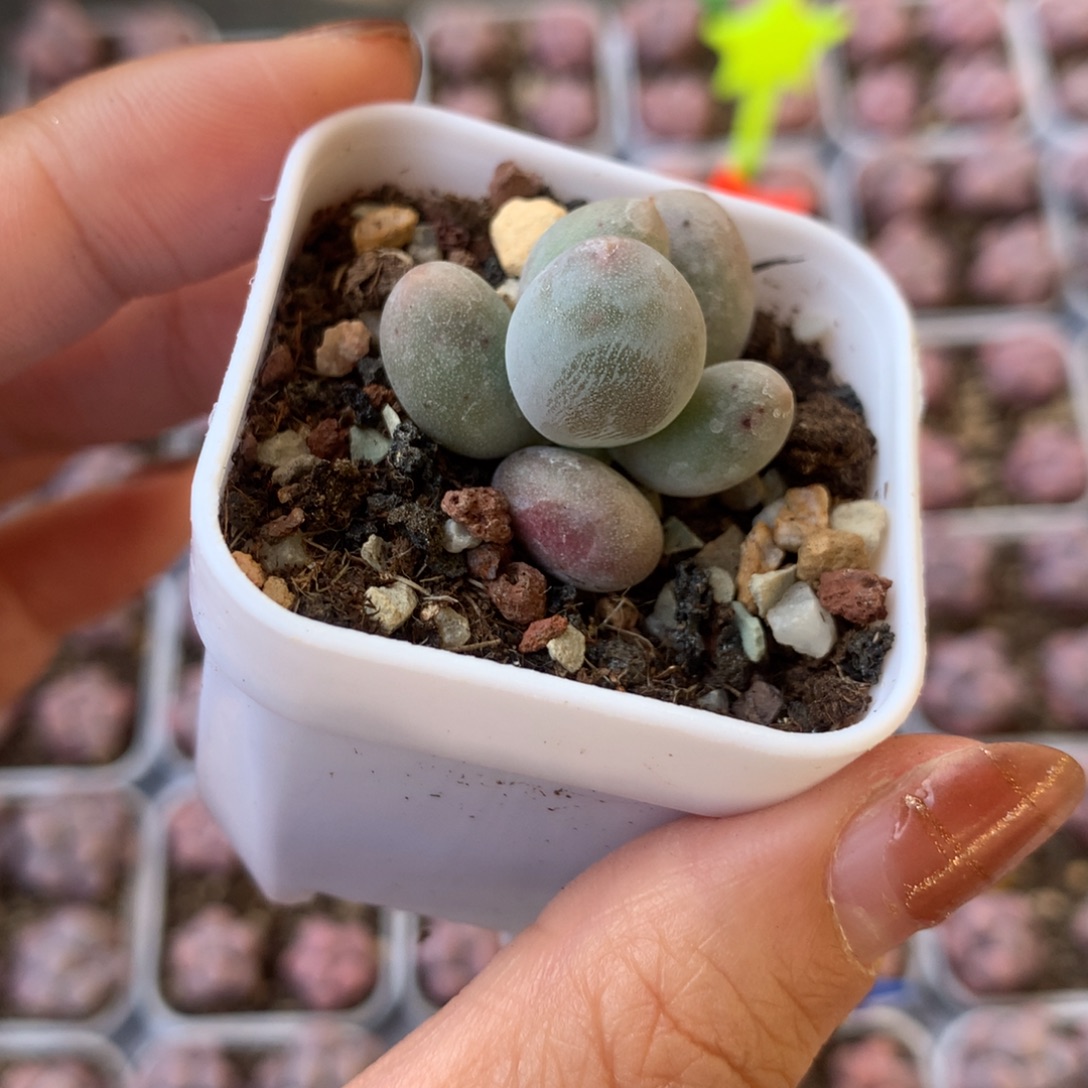 米可奶 精品韩国奶酪多肉