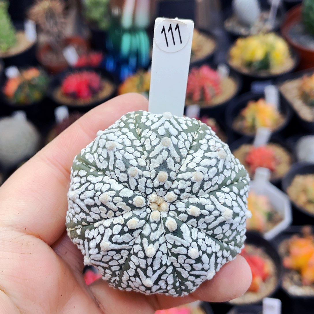 非偏远地区满25包邮仙人球