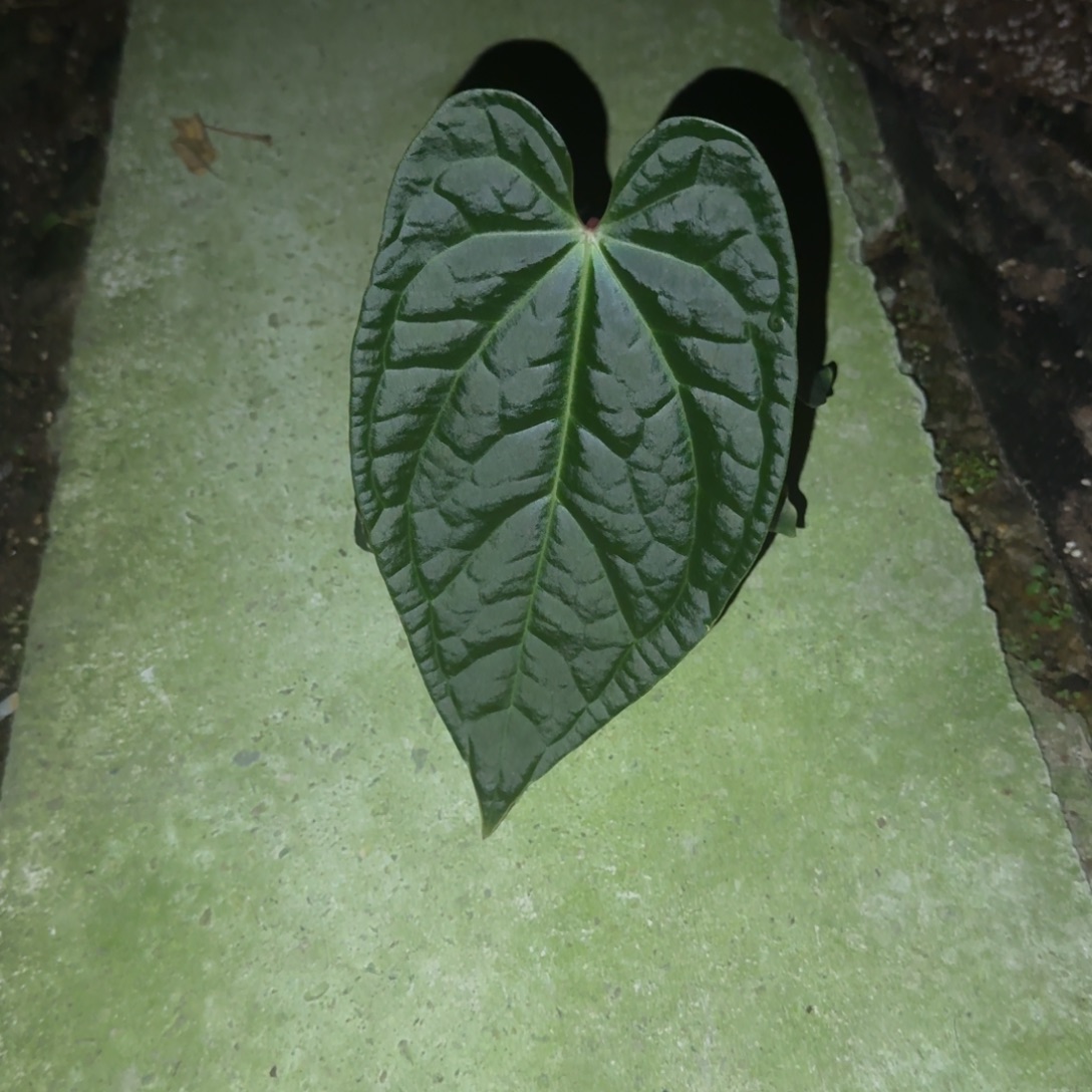 无花朵黑水晶杂黑奢华