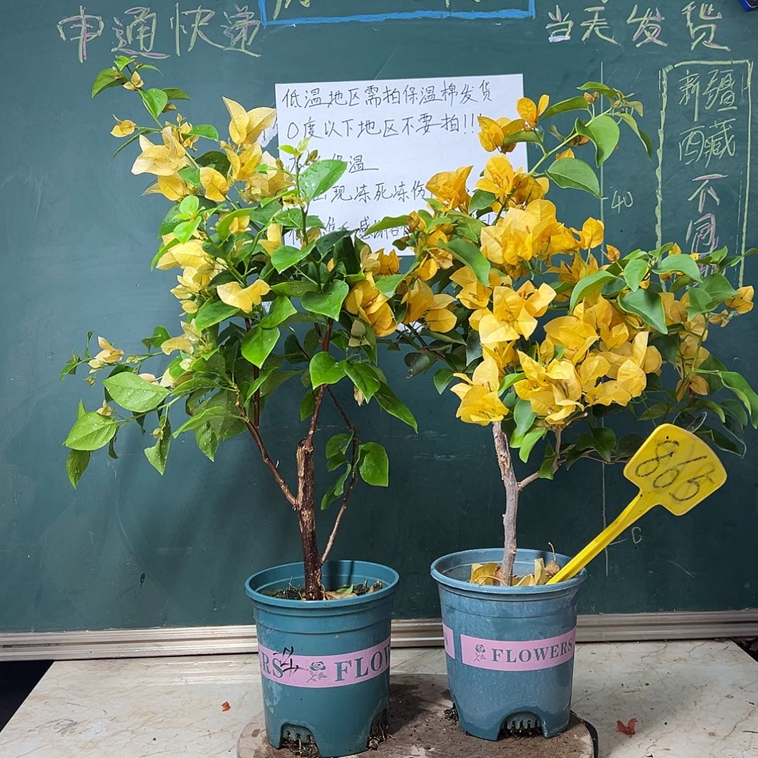 完全开放 福利 苏瓦娜有瑕疵 柠檬黄有瑕疵 865