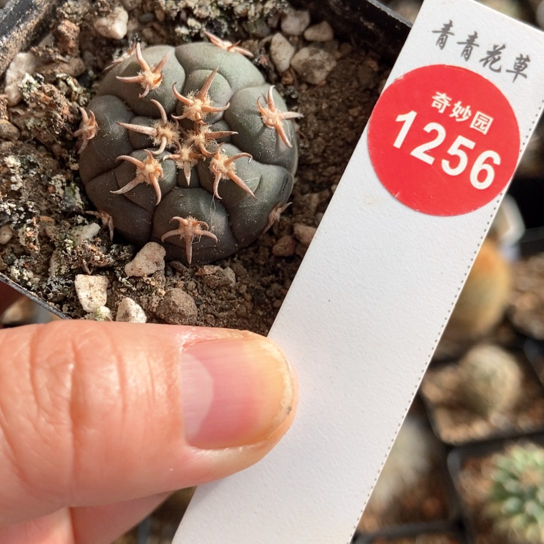 短刺猫爪3.2cm一棵仙人球