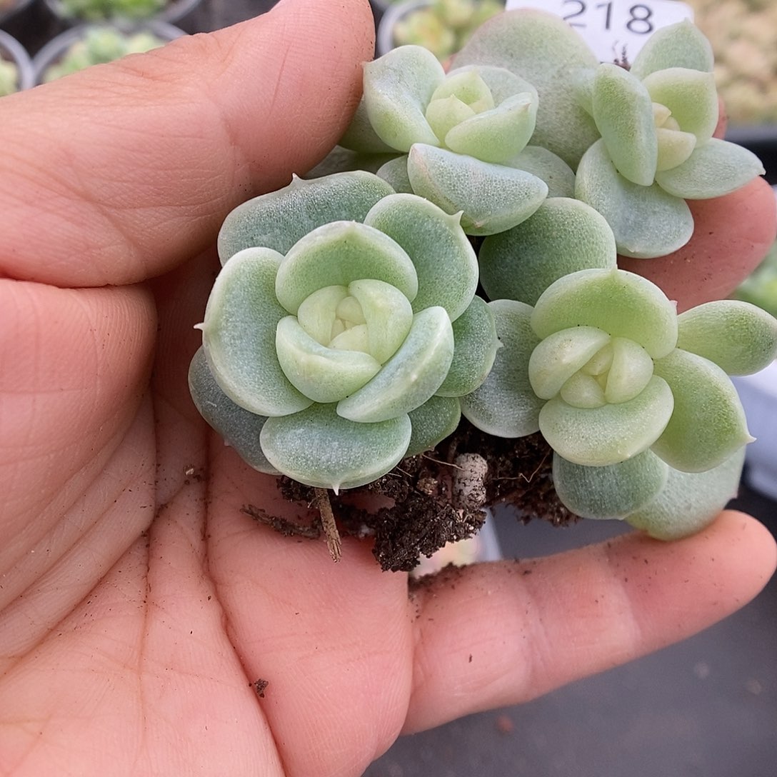一物一拍一物一拍911-218