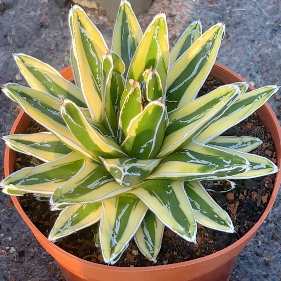 辉山 龙舌兰 999999