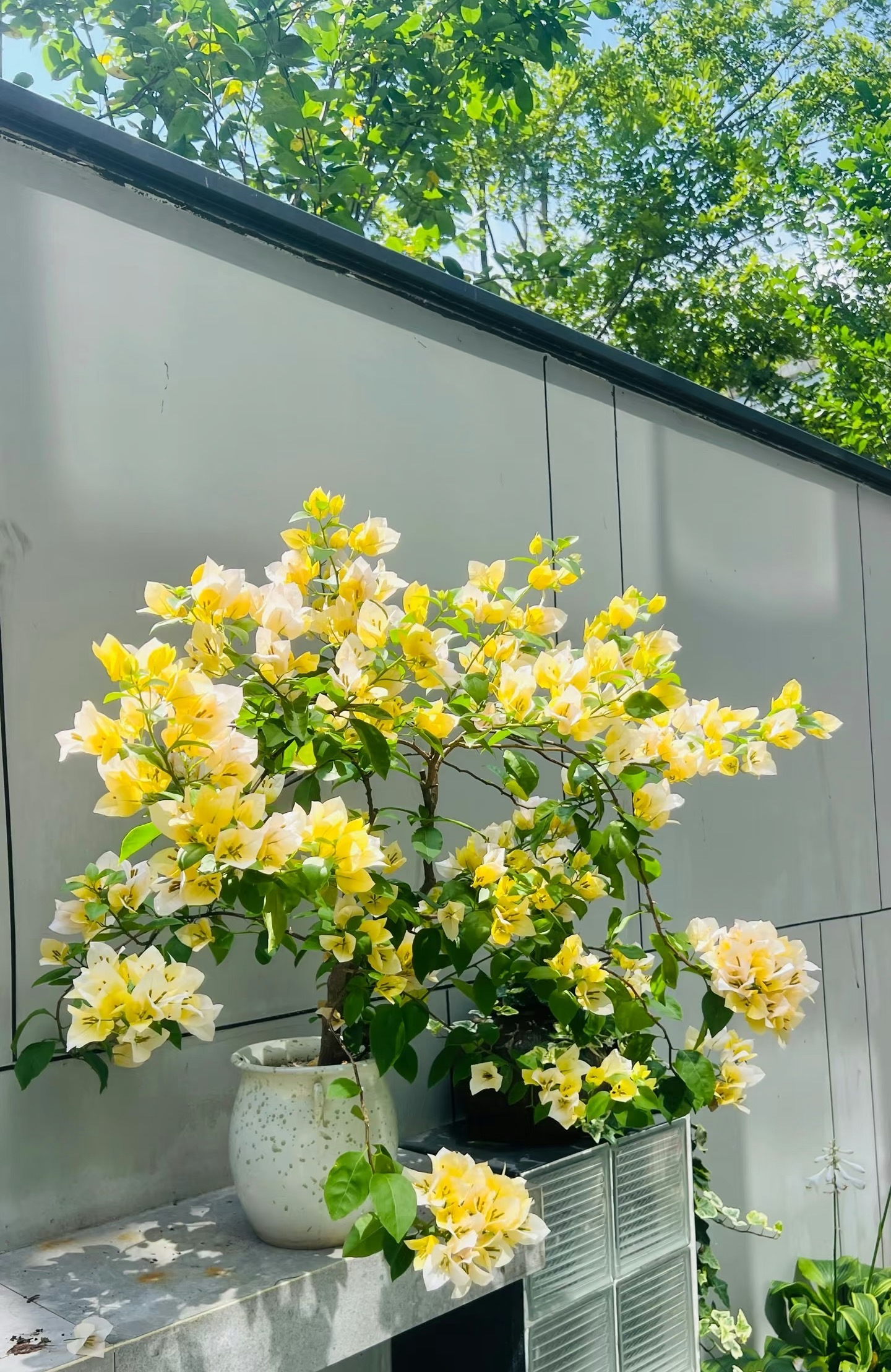 【苏瓦娜高飘带盆土】观赏勤花浅黄色耐活三角梅
