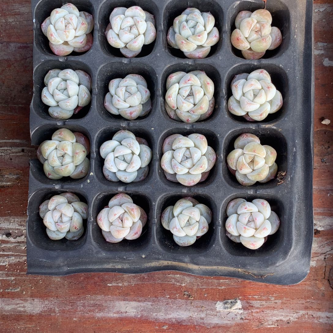 小****糖心冰玉单头尺寸2厘米