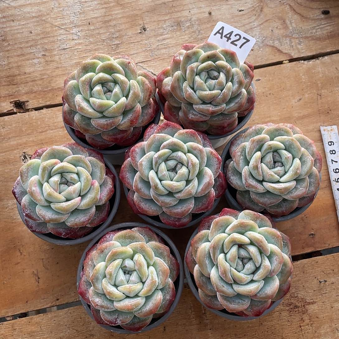 427多肉植物多肉植物