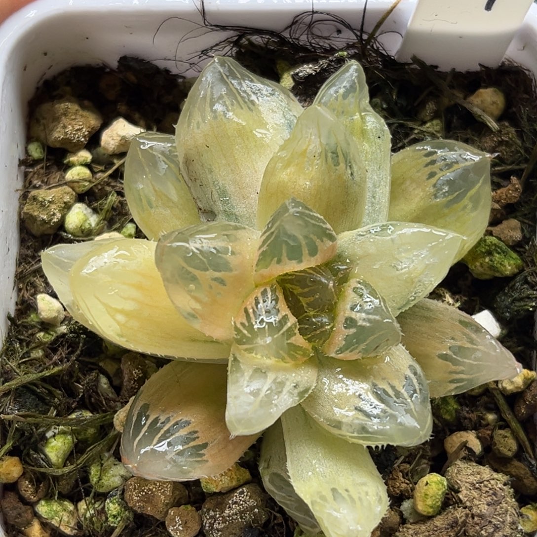 17糊斑龙爪玉露锦福利专场