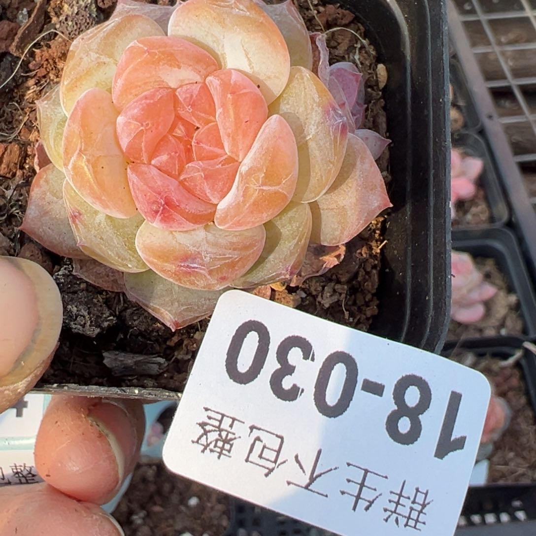 小卡拉米糖心一物一拍18-30