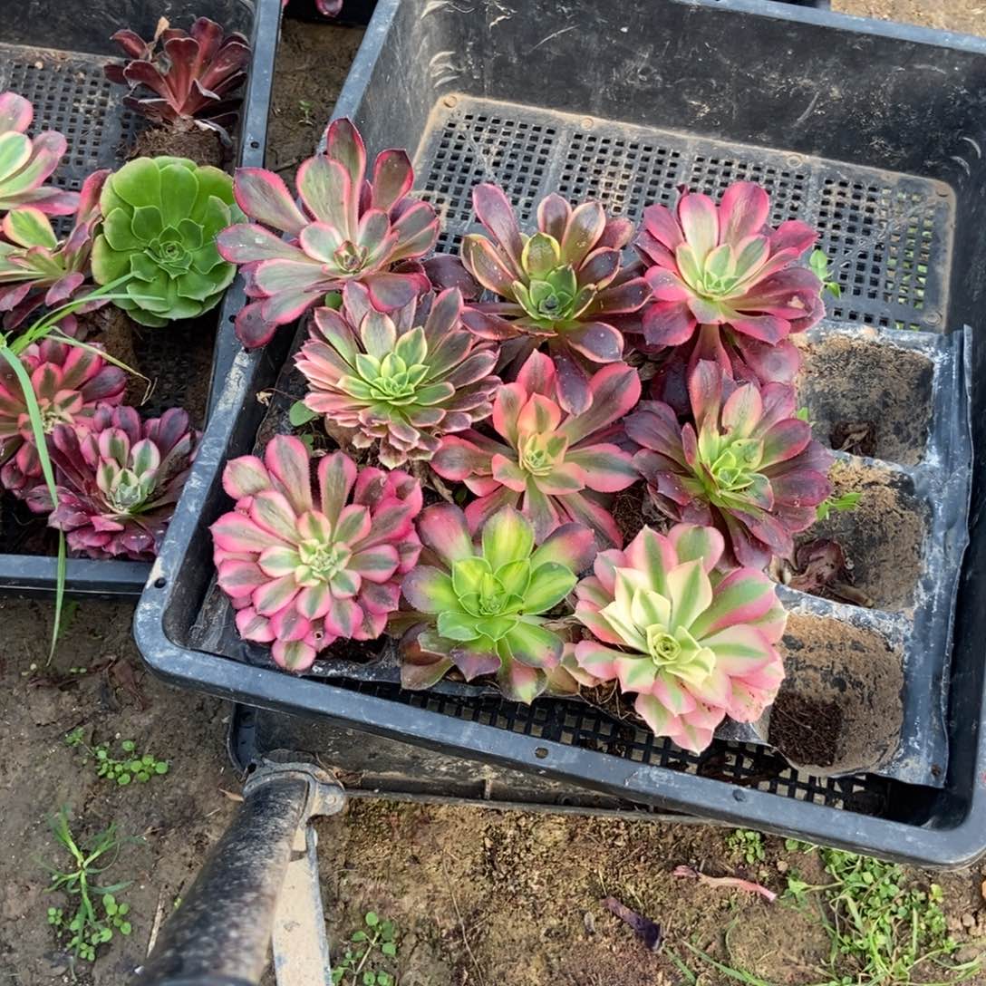 华***康6号链接九颗，不重复法师