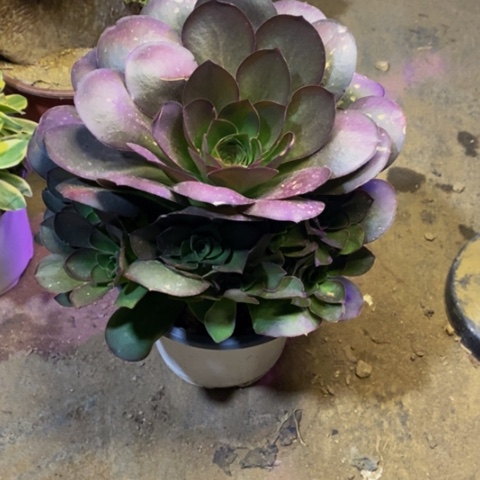 魅金玫瑰多肉植物4665