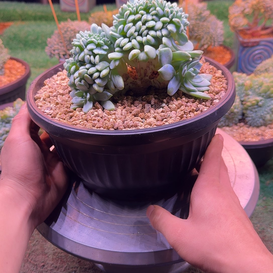 星影树缀无砍多肉