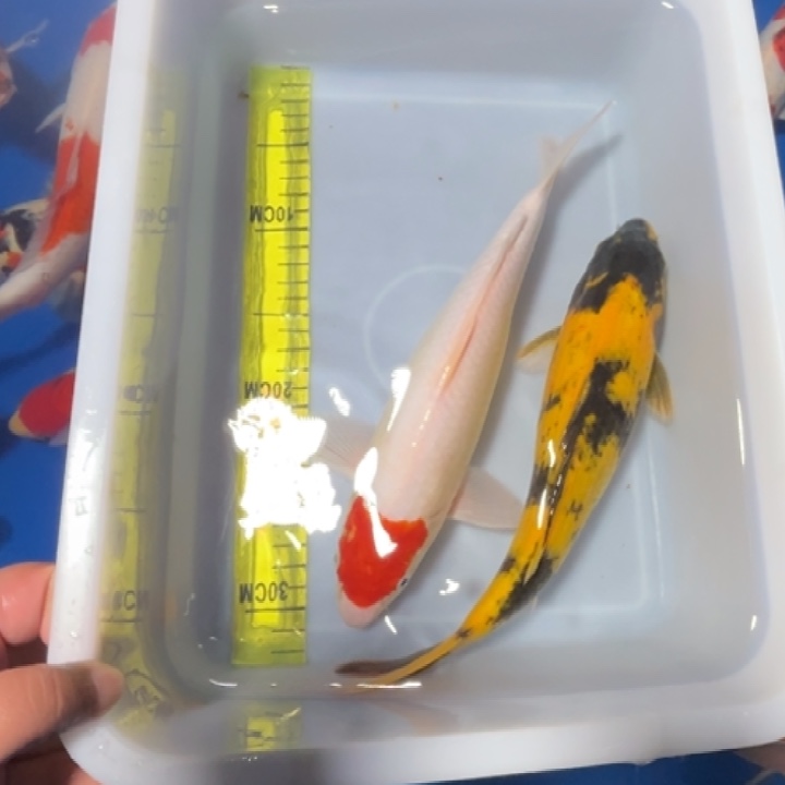 锦鲤锦鲤红白三色