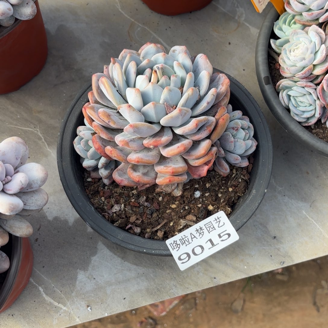 开开心心每一一天橙子