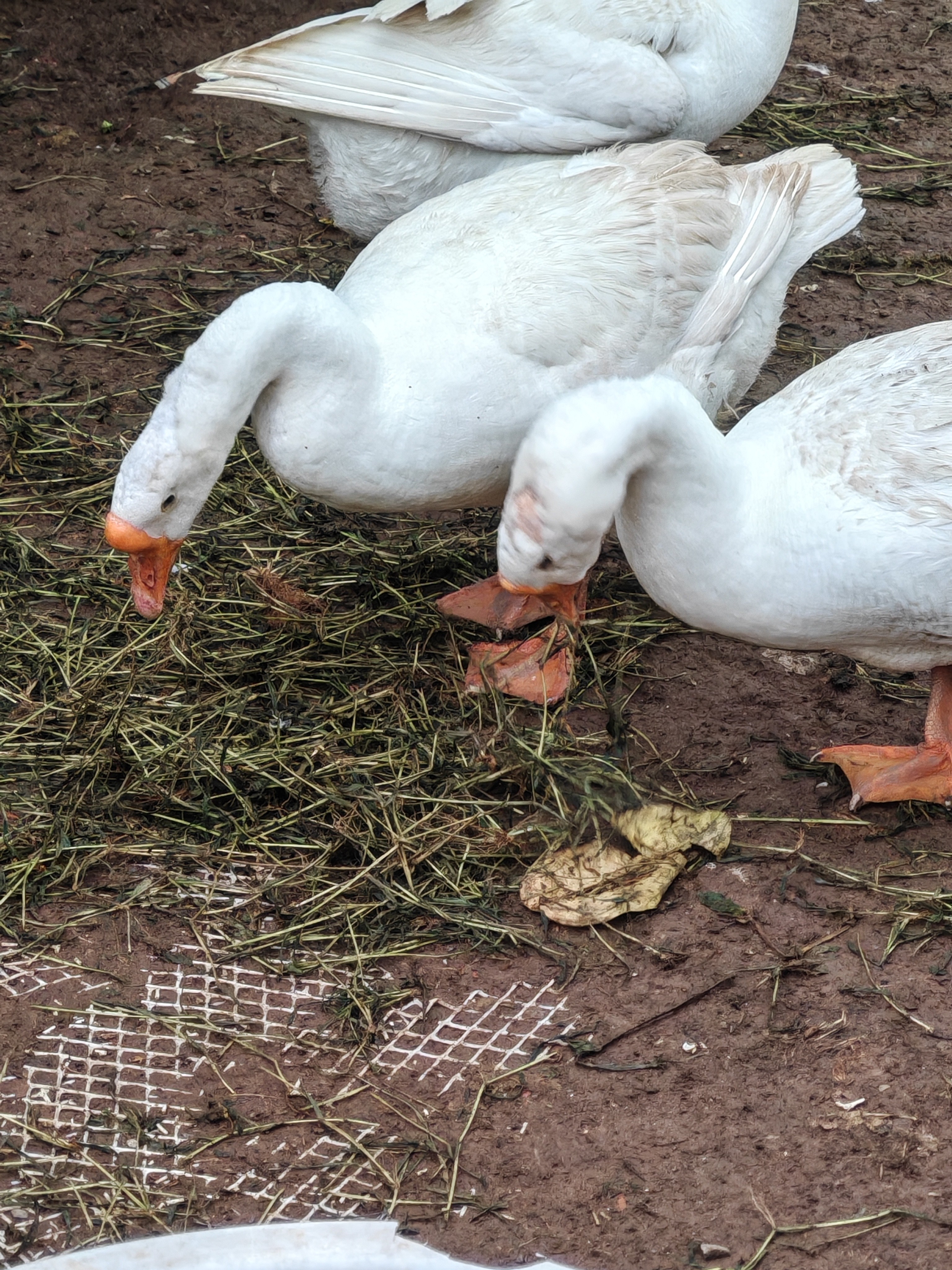 农家散养土鹅纯粮食喂养健康营养