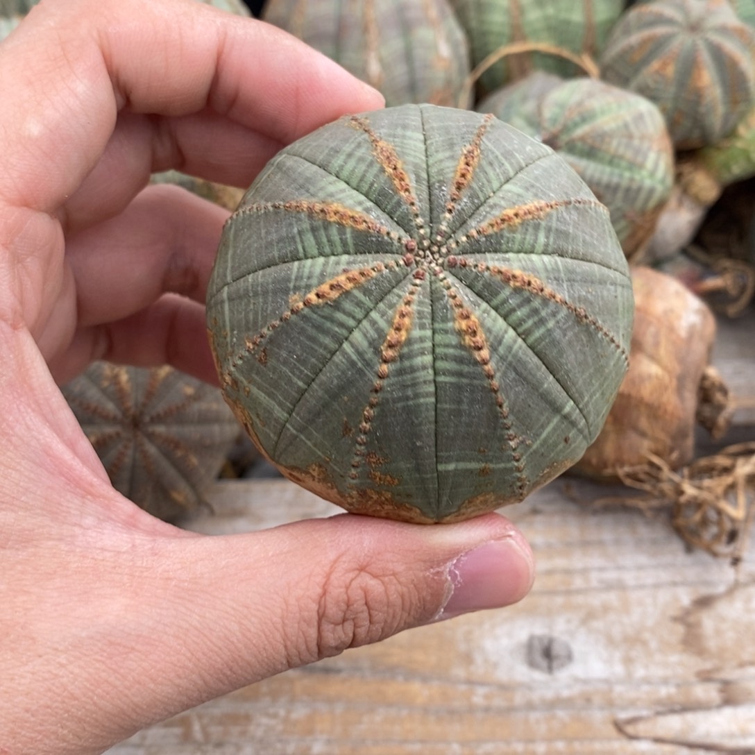 1欧系实生布纹球多肉植物