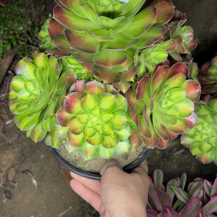 6994韶华多肉植物